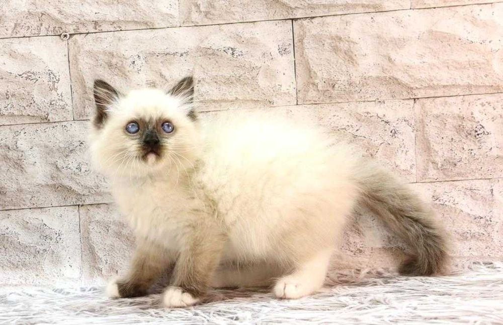 Красивий та ласкавий котик- РЕГДОЛЛ//Ragdoll