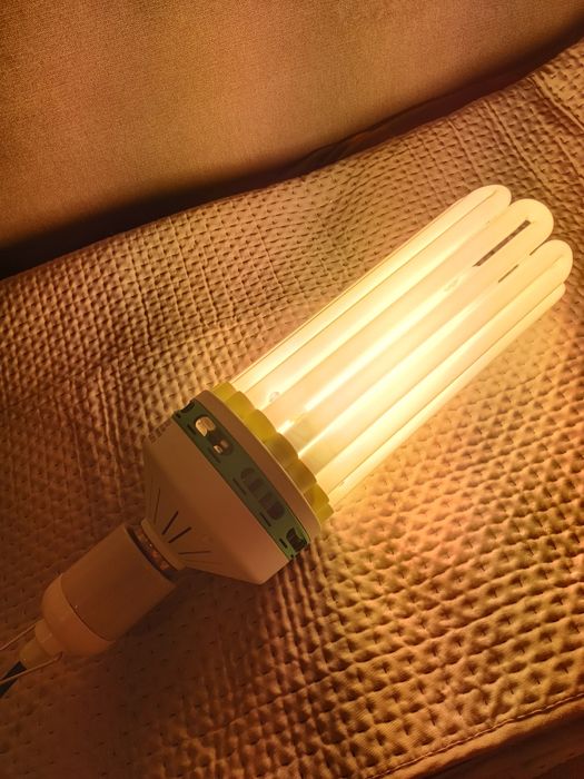 Żarówka CFL 250W na kwitnienie