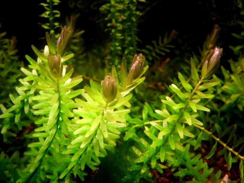 GB Rośliny rotala rotundifolia red/green wiązka lub doniczka kilka sztuk