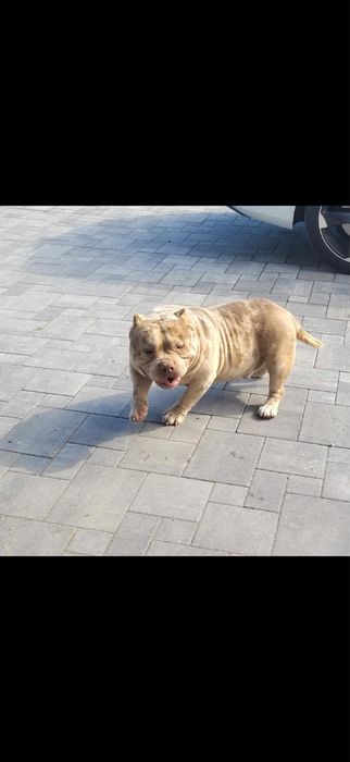 American bully pies