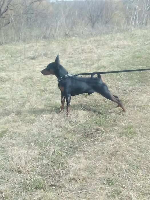 Цвергпинчер вязка