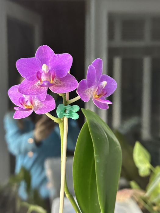 Орхідея pink flamingo