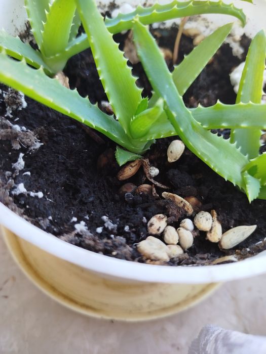 Aloes  Aloe vera szczepki