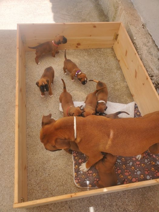 Ninho/ caixa parideira (boxer)