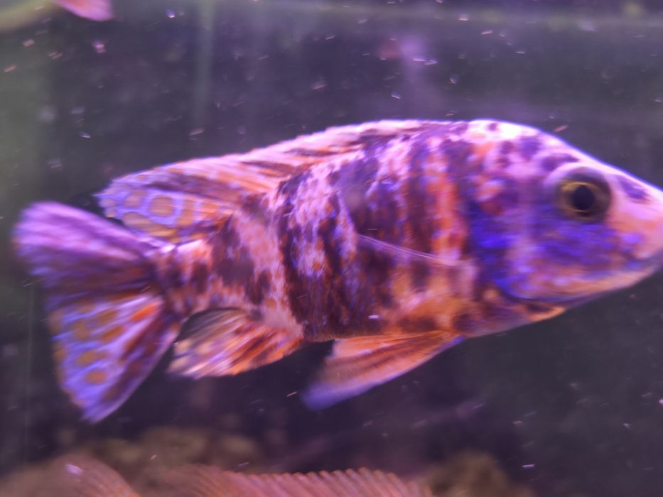 Ciclideos Aulonocaras ob