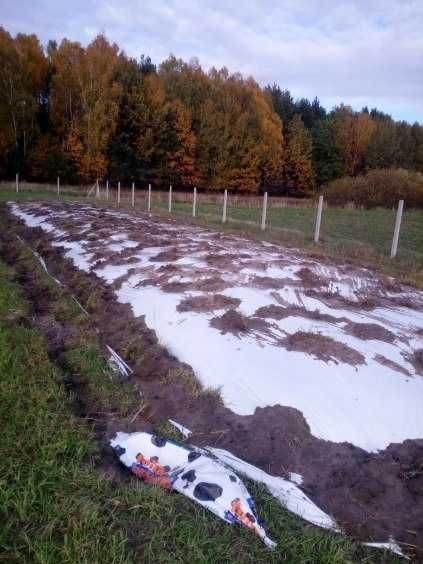 Kiszonka /kukurydza