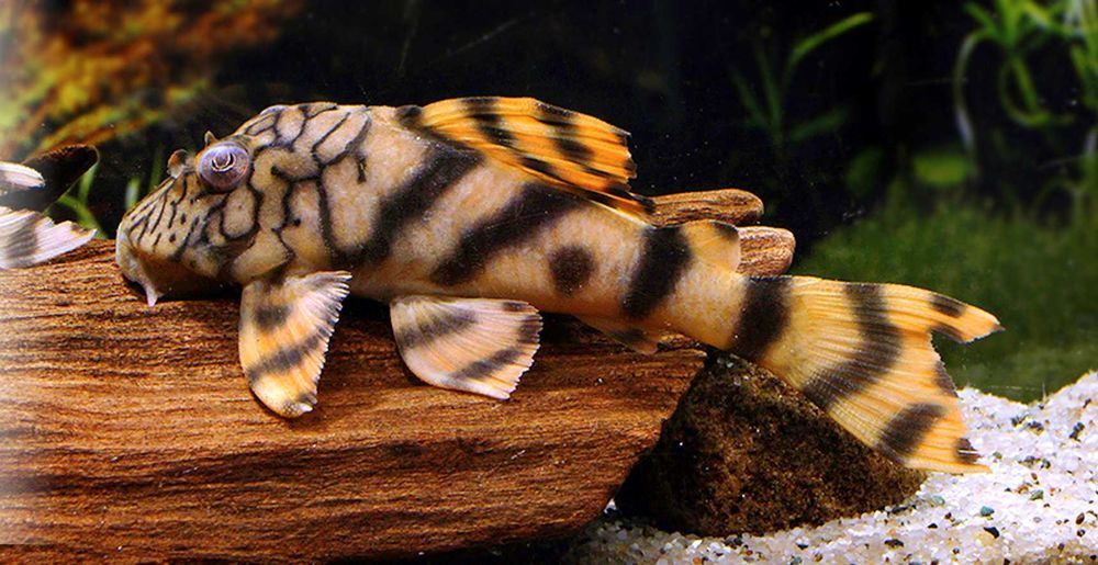 Glonojad L135 - Peckoltia sp. - ODŁÓW - WF - dowóz, wysyłka