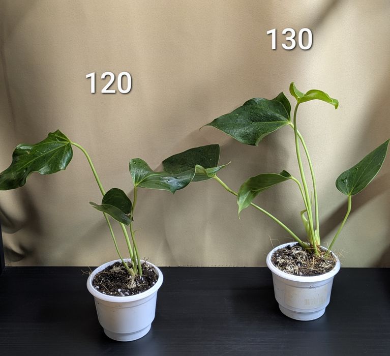 Антуріум білий Ліллі та інші 9 сортів