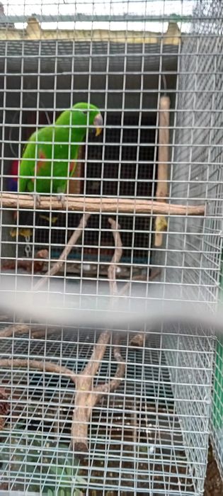 Aves  criadas em cativeiro