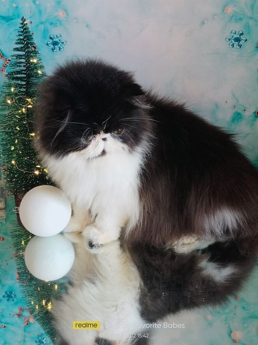 Персидские котята из питомника