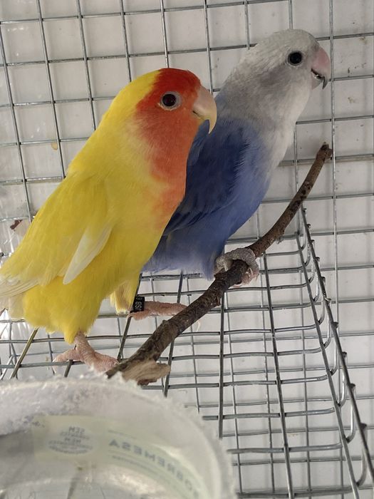 Várias aves disponíveis