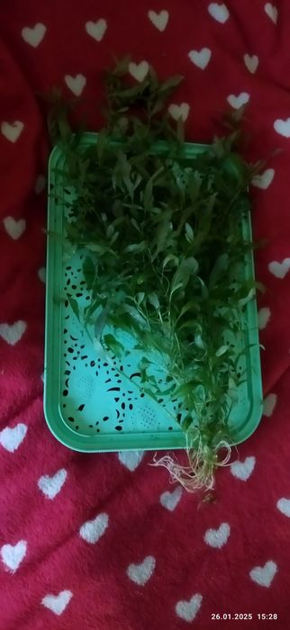 Продам растения для аквариума