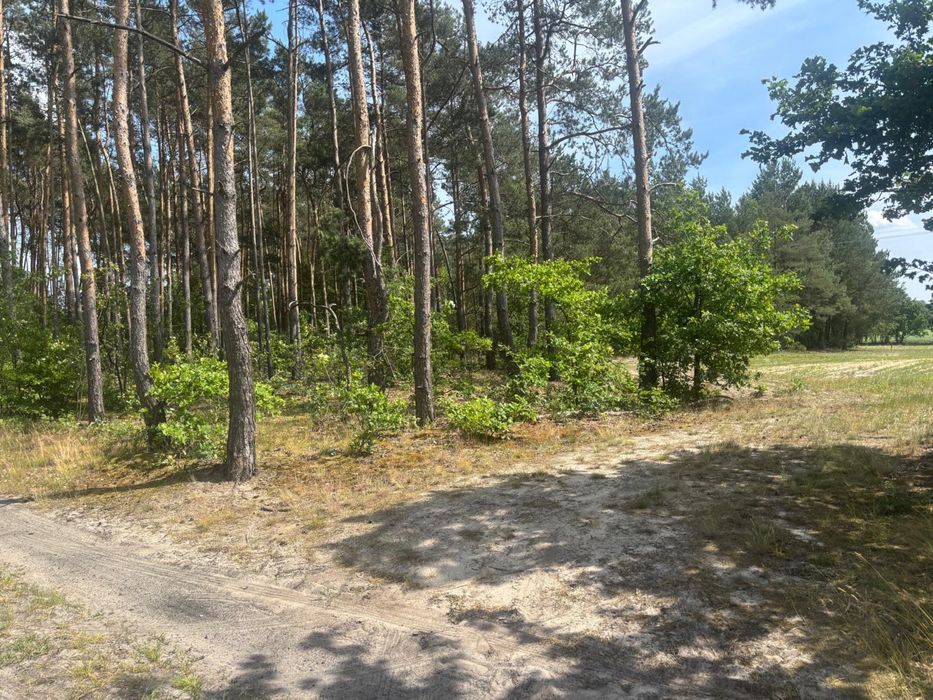 Działka Biernacice Uniejów las termy warunki zabudowy - Widok 2