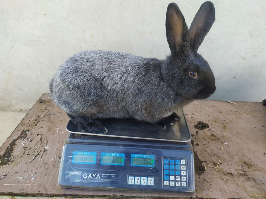 Продаю кролі Полтавське срібло