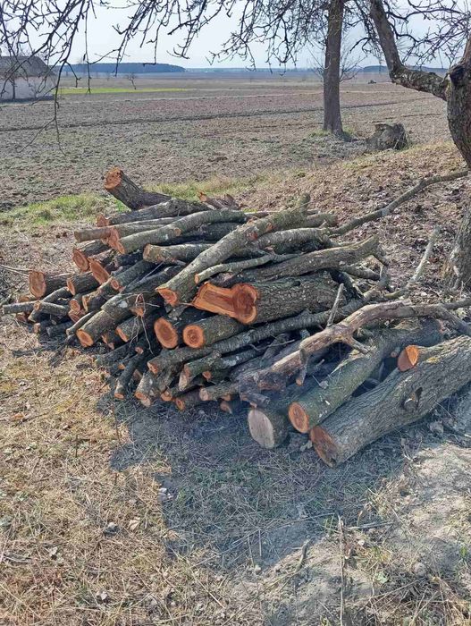 Дрова продам терміново дерево