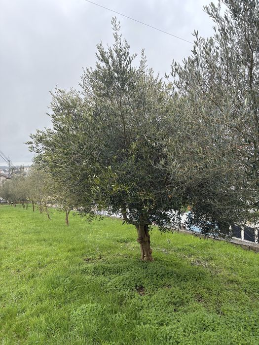 Oliveiras de trás-os-montes para venda