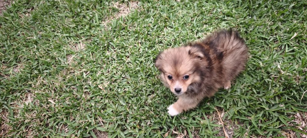 Spitz miniatura para entrega imediata existe a possibilidade de entrega ao domicílio a combinar agradeço o contacto telefónico obrigado