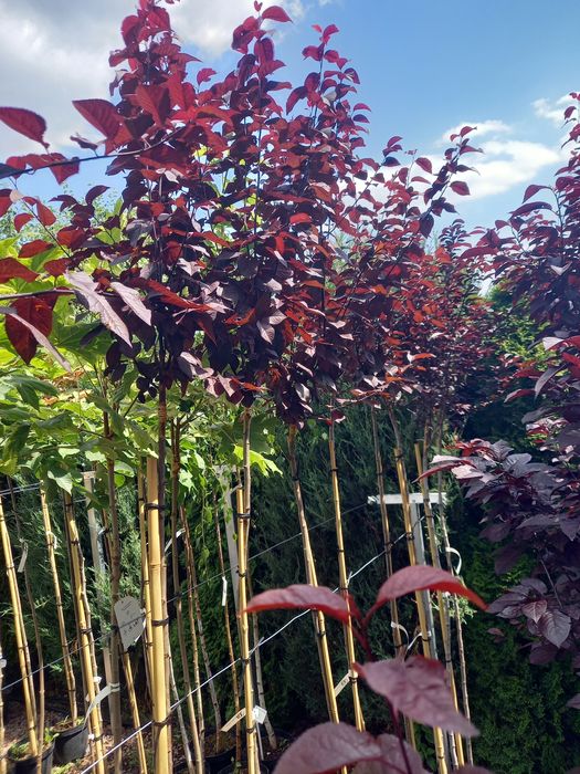Katalpa Nana 120-220cm .Klony. Sosny. Jałowiec. Tuja szmaragd.