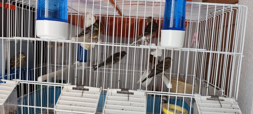 Canários, arlequim e espanhol