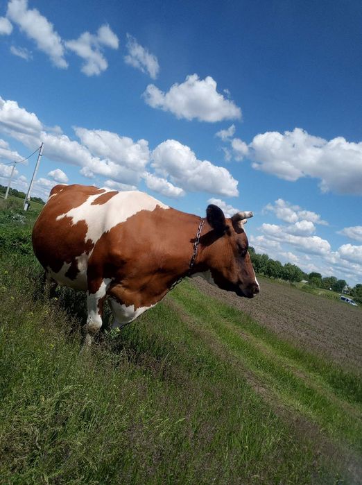 Продаю тільну корову