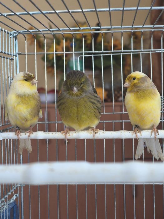 Kanarki GLOSTER samiec i 3 samice