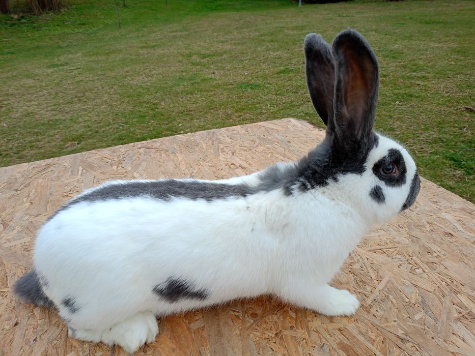 Sprzedam samca olbrzym srokacz niebieski (OSN)