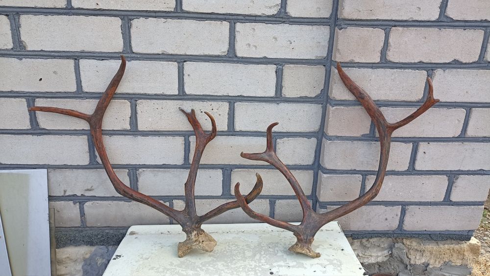 Рога оленя на черепе.