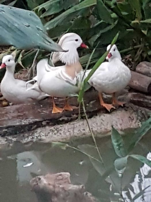 Cedencia de patos mandaris