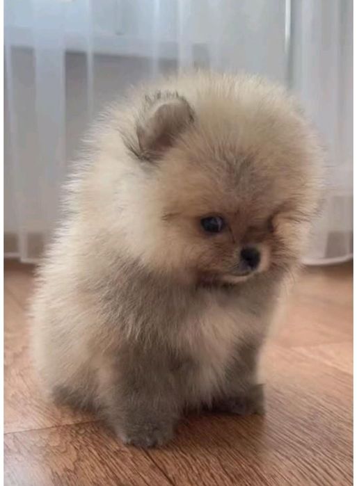 Маленька родовита крихітка
