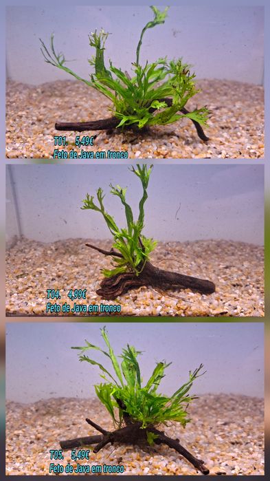 Fetos /Feto de Java em tronco pequeno (10cm) (Aquário Plantas)