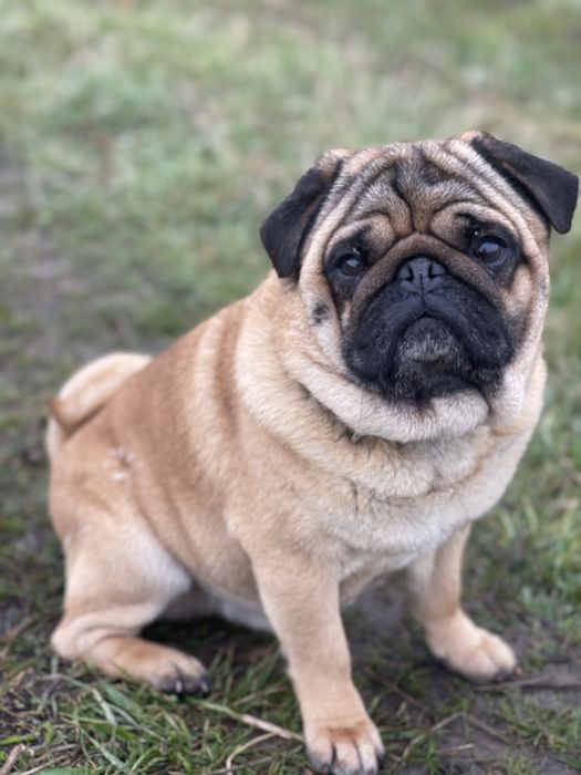 Мопс абрикосовий кобель пропонується для вязки!