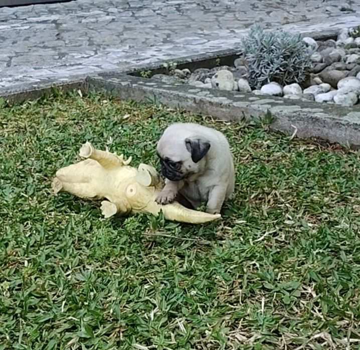Pug Carlin com Lop