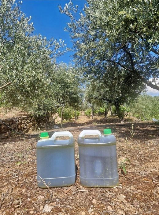 Azeite de Mirandela com 0.2 de acidez