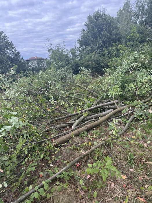 Gałęzie , konary  , opał  oddam za darmo