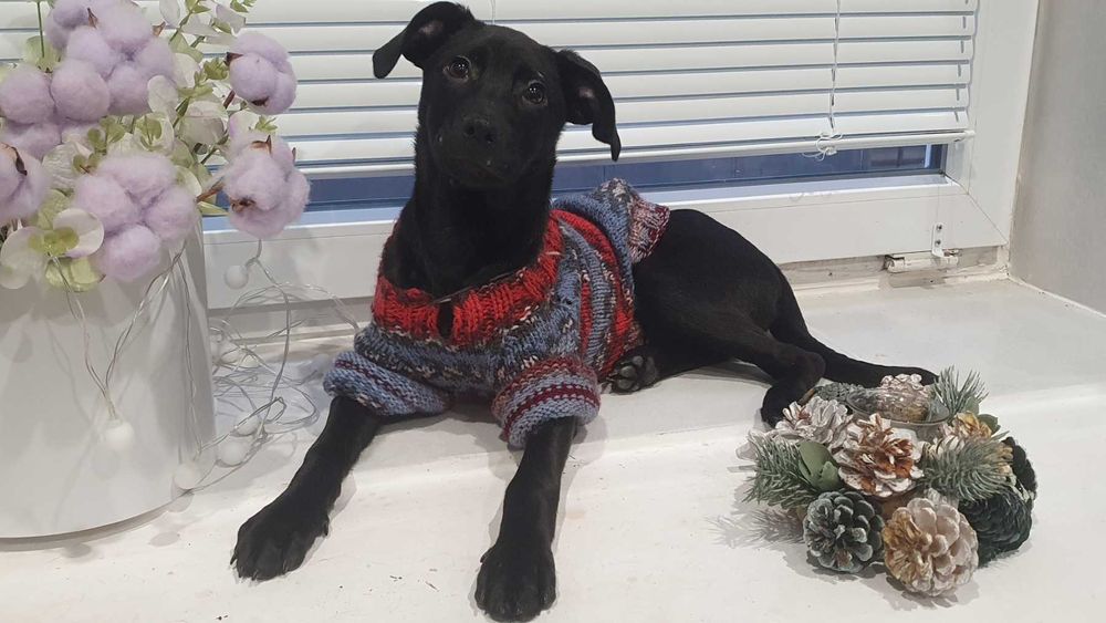 Ніка, цуценя-дівчинка шукає сім'ю