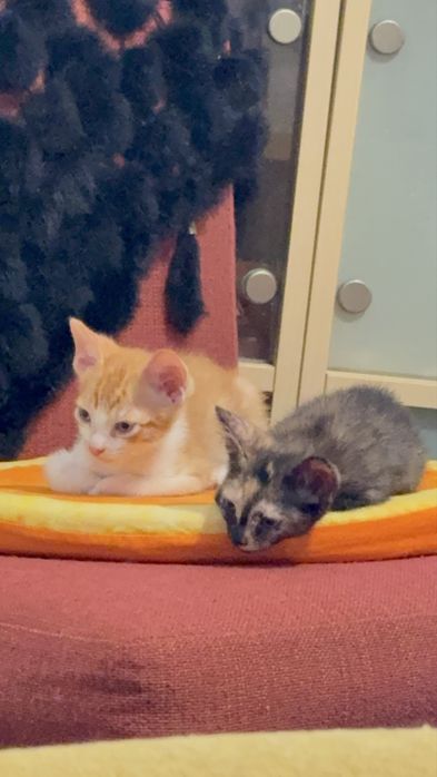 Gatos para adoção