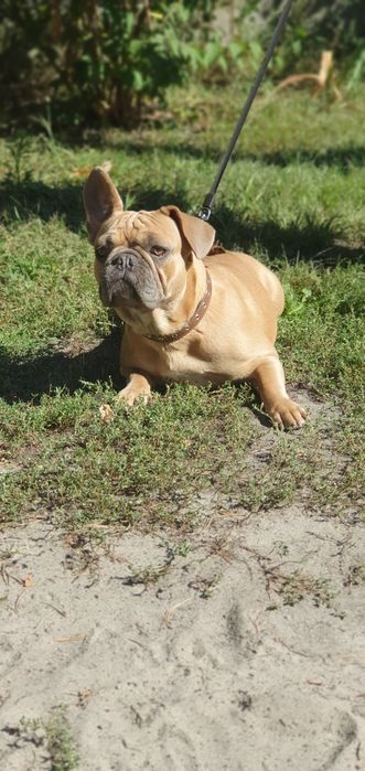 Продам щенков французского бульдога