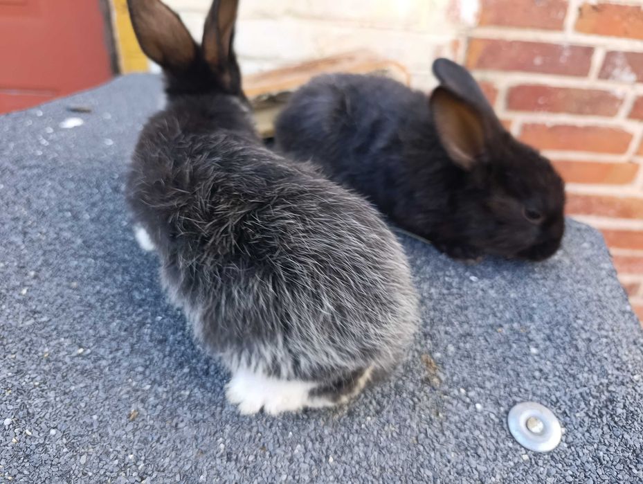 Sprzedam króliki mieszańce