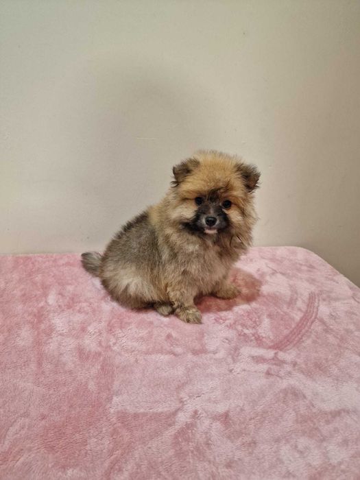 Sptiz Alemão Anão/Lulu da Pomerânia