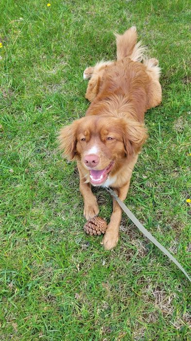 Passeio de cães e Babysitting em Caldas da Rainha