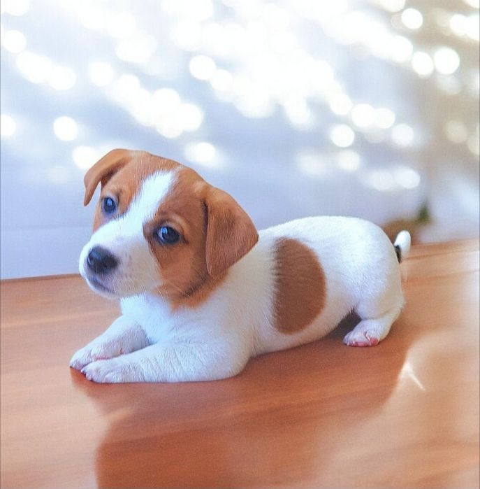 Круті породні джек- рассел