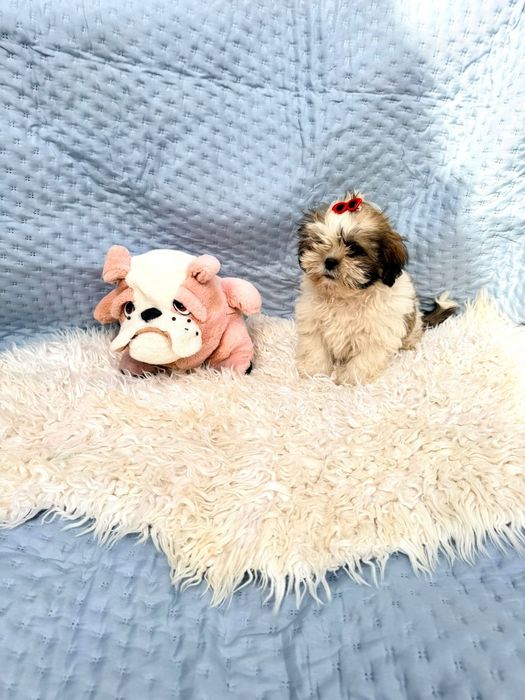 Shih-tzu  Macho excelente exemplar