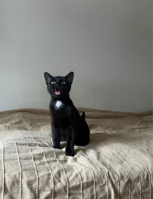 Sezam szuka wspanialej rodziny