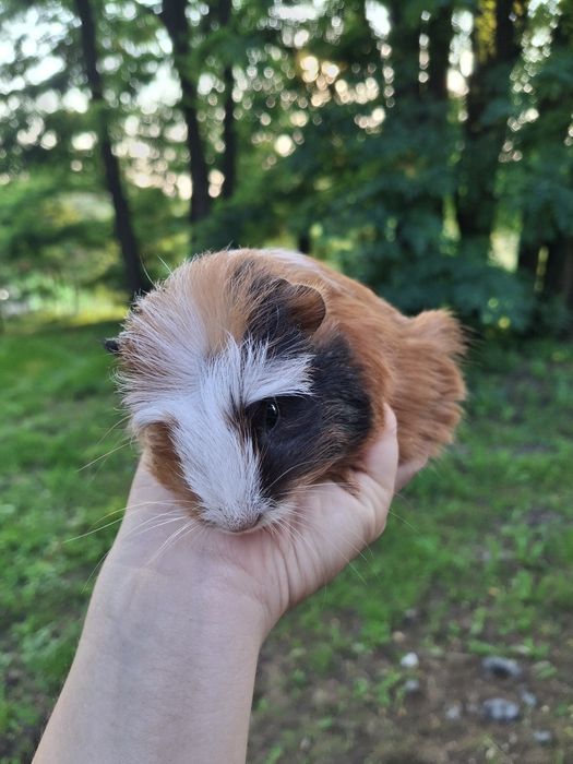 Świnka morska samiczka