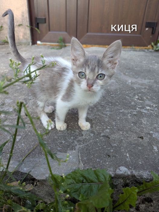 віддам кошенят, кота, кицю