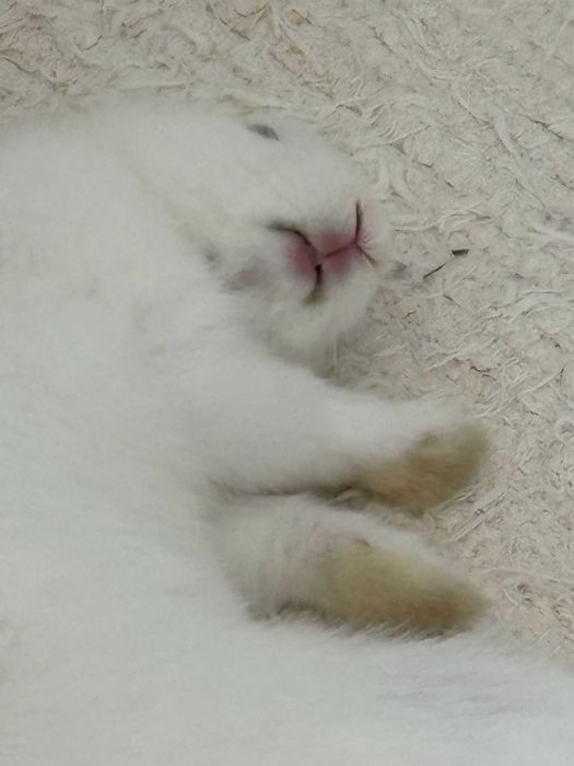 Coelho Miniatura para Adoção