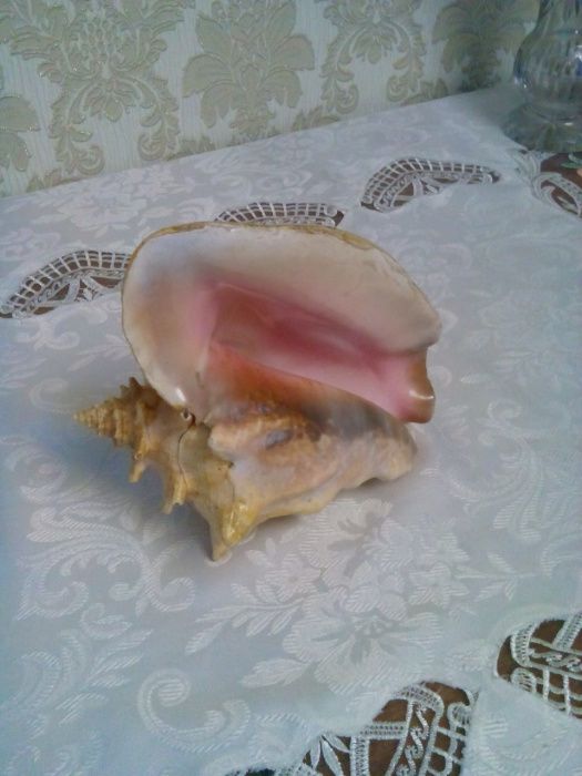 Ракушка морська      .