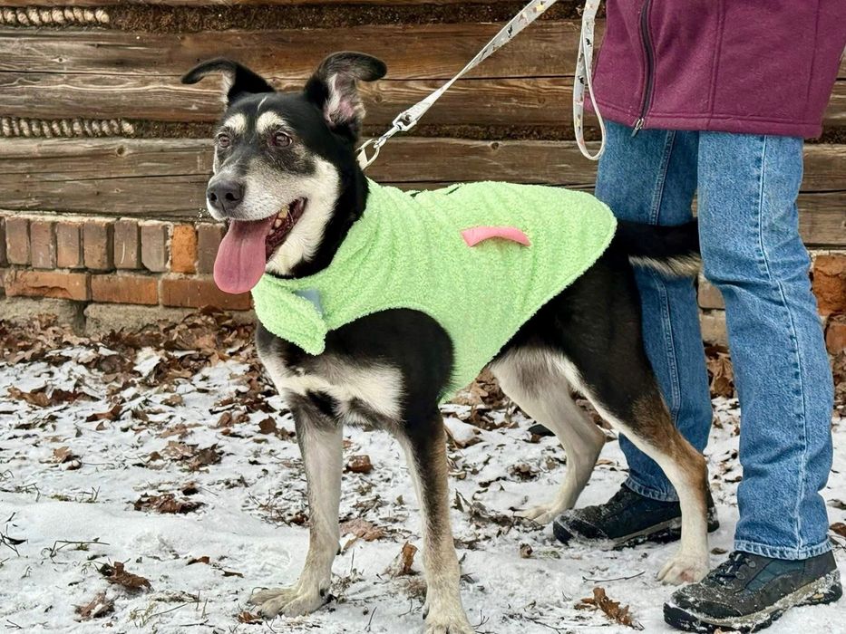 Energiczna Milka szuka domu