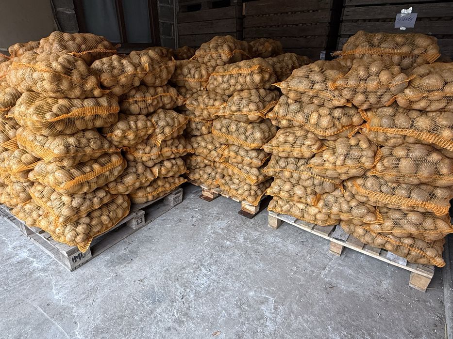 Ziemniak jadalny tajfun