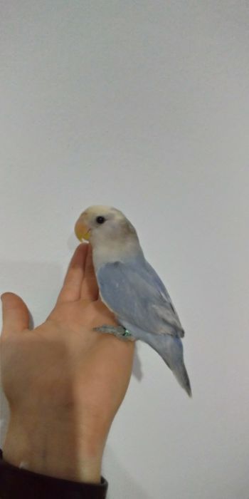 Agapórnis Domesticados